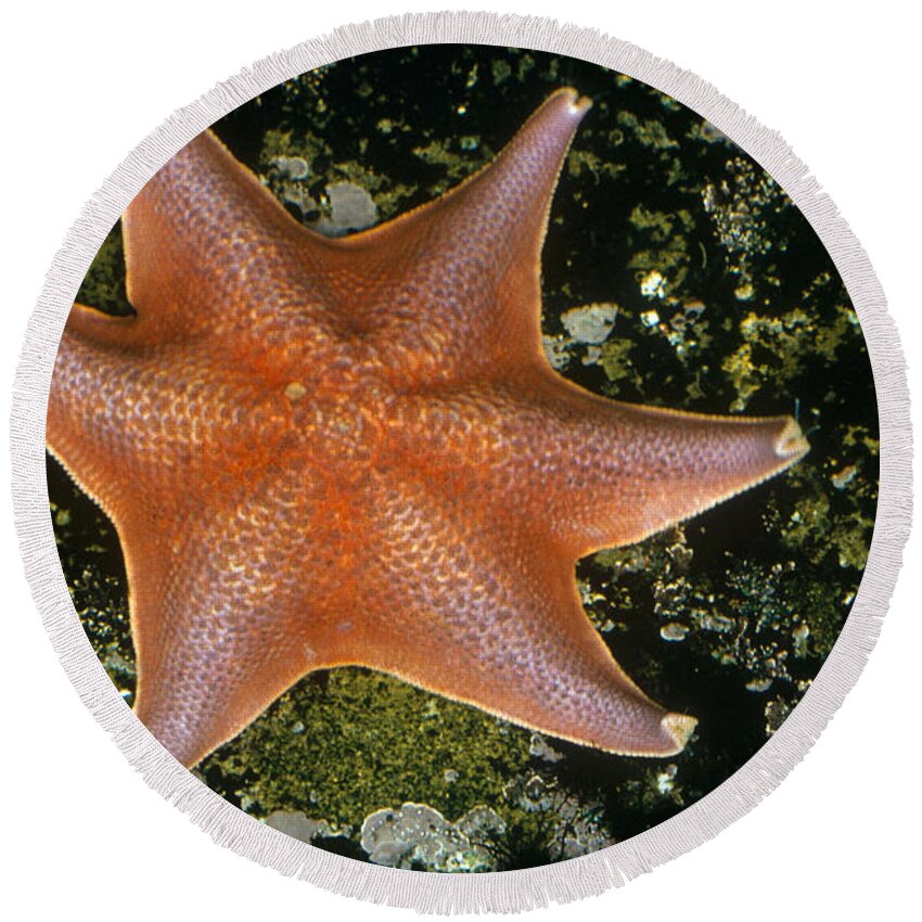Bat Star Round Beach Towel featuring the photograph Bat Star by Nature Source