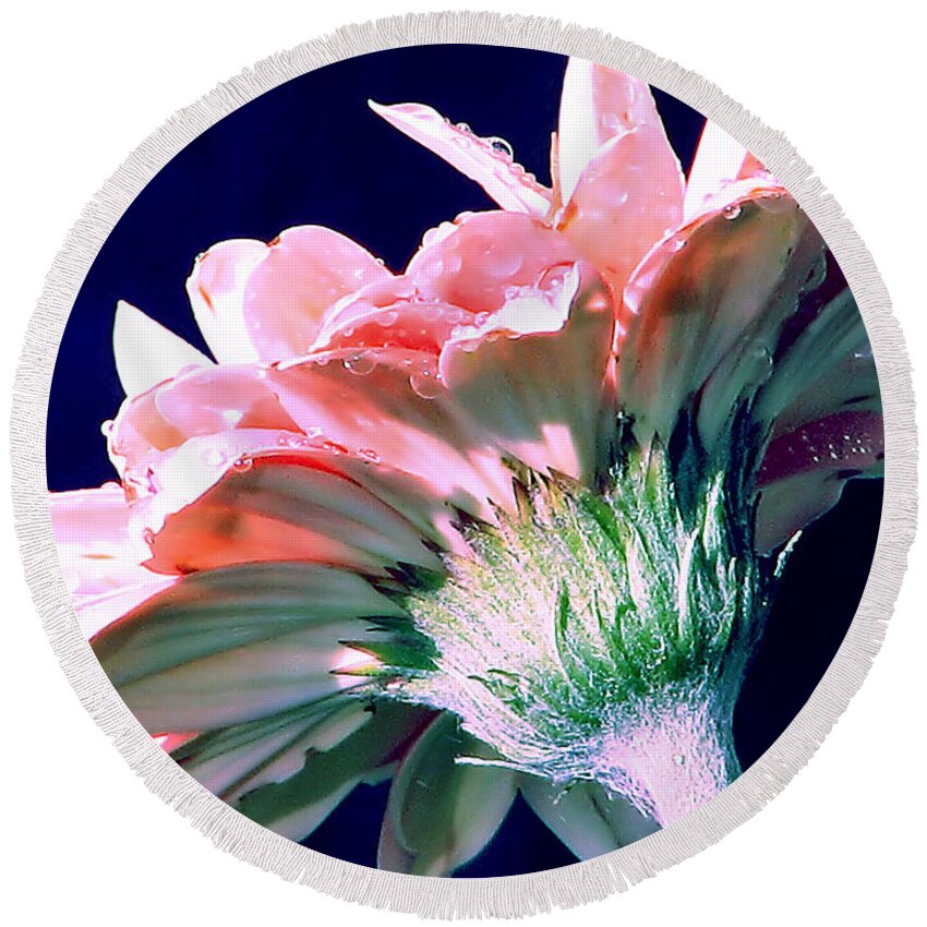 Gerbera Daisy Round Beach Towel featuring the photograph Bathing In Moonlight by Rory Siegel