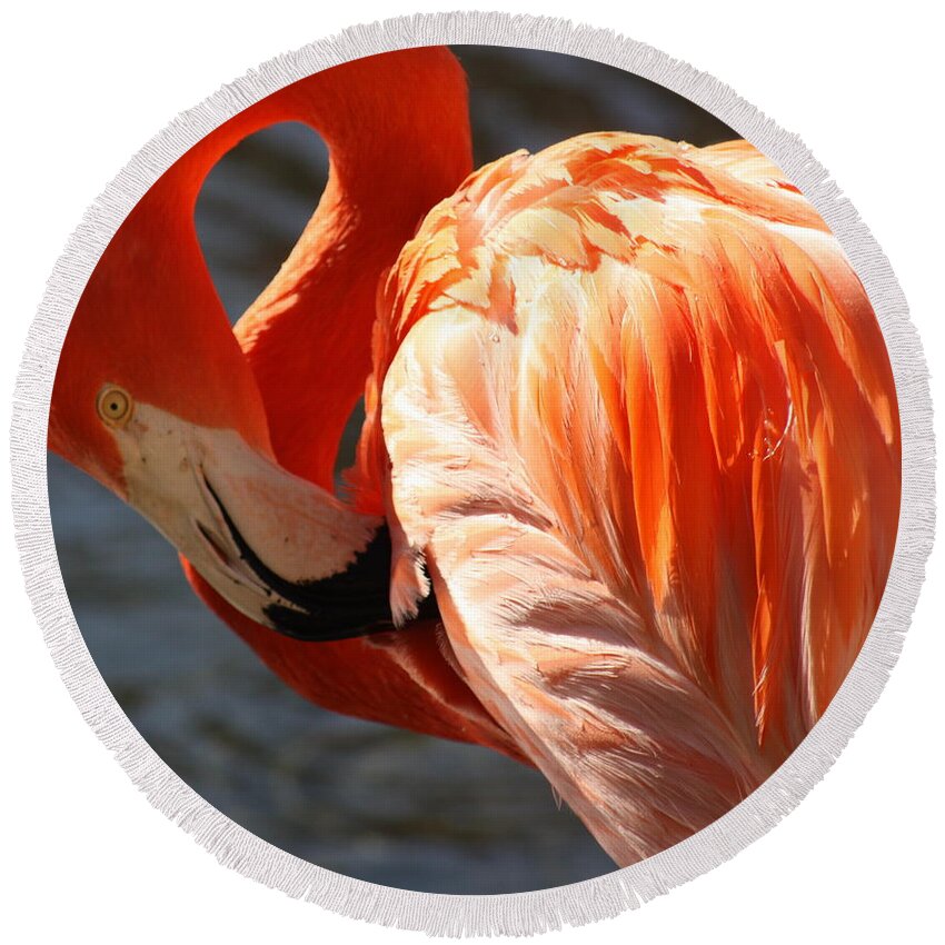 Flamingo Round Beach Towel featuring the photograph Beautiful Bird by Kim Galluzzo Wozniak