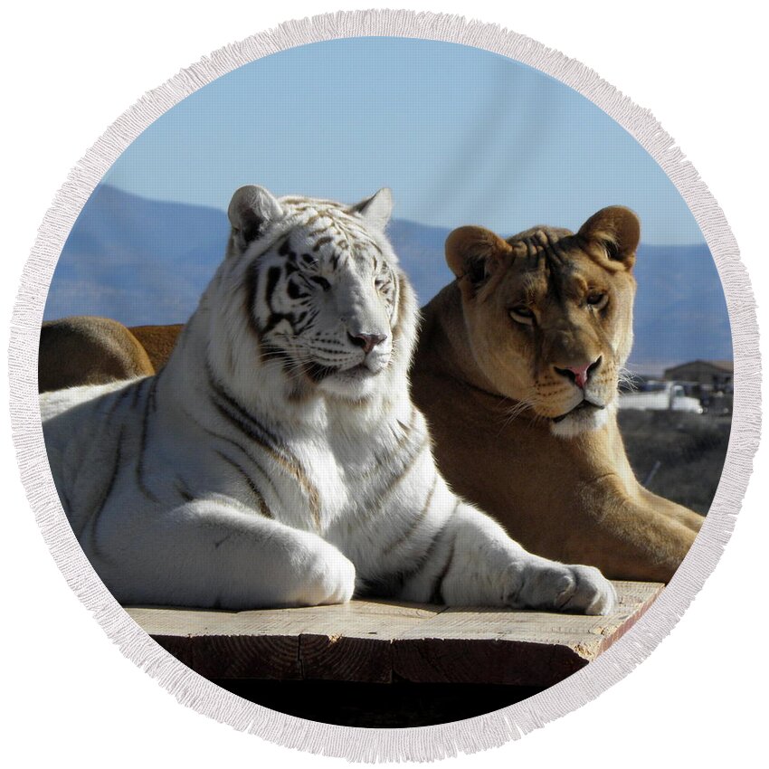 Tiger Round Beach Towel featuring the photograph Beautiful Girls by Kim Galluzzo