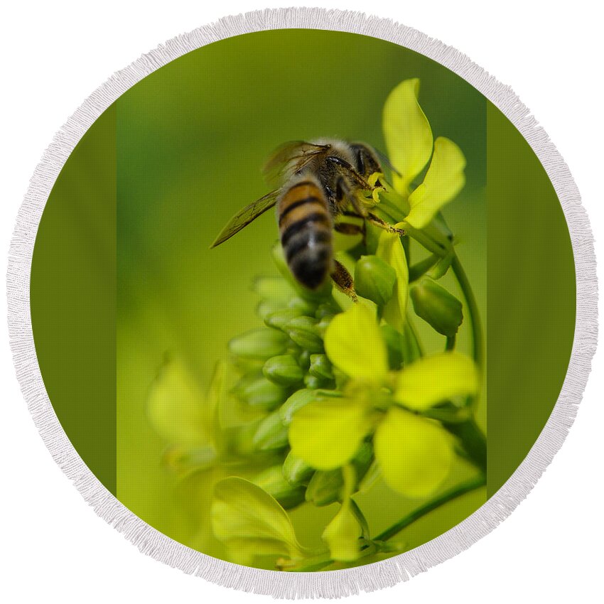 Background Round Beach Towel featuring the photograph Bee on a yellow background by Michael Goyberg