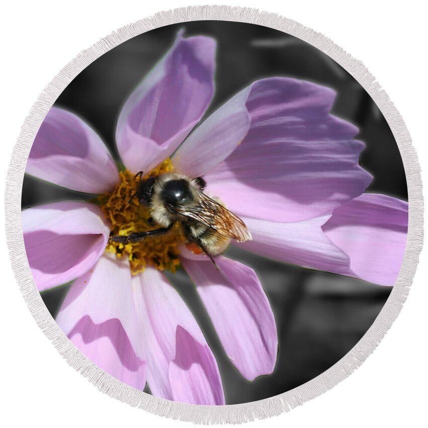 Flower Round Beach Towel featuring the photograph Bee On Cosmos Partial Color by Smilin Eyes Treasures