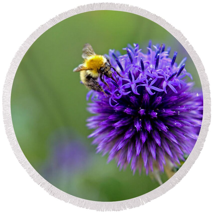 Bee Round Beach Towel featuring the photograph Bee on garden flower by David Freuthal