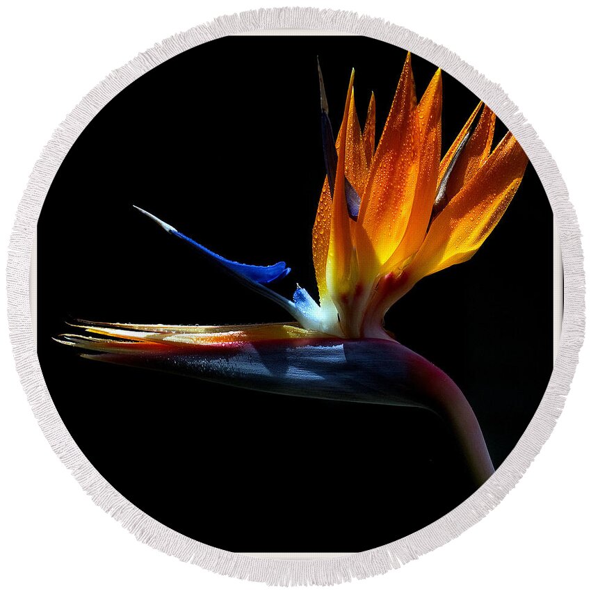 Bird Round Beach Towel featuring the photograph Bird of Paradise Two Days Later by Farol Tomson