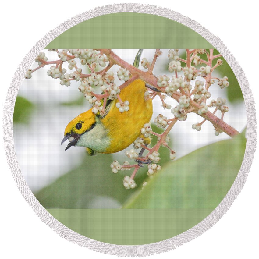 Yellow Bird Round Beach Towel featuring the photograph Bird with Berry by Tom and Pat Cory