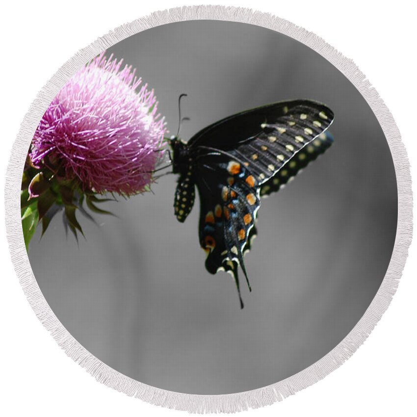 Black Swallowtail Round Beach Towel featuring the photograph Black Swallowtail and Thistle by Susan Stevens Crosby