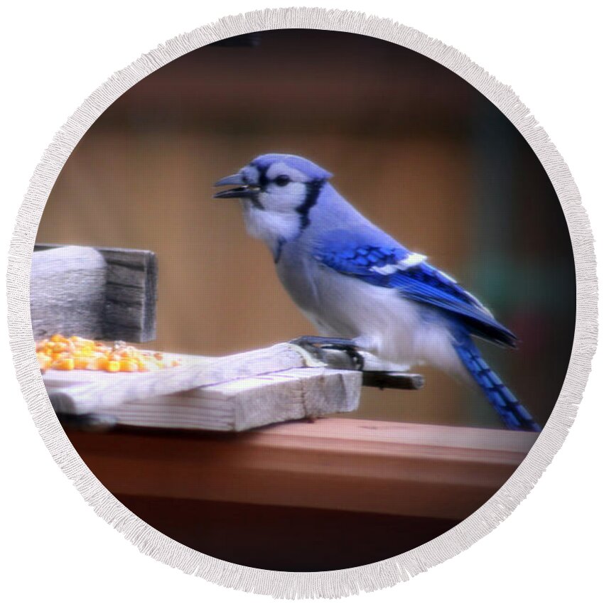 Beautiful Round Beach Towel featuring the photograph Blue Jay On Backyard Feeder by Kay Novy