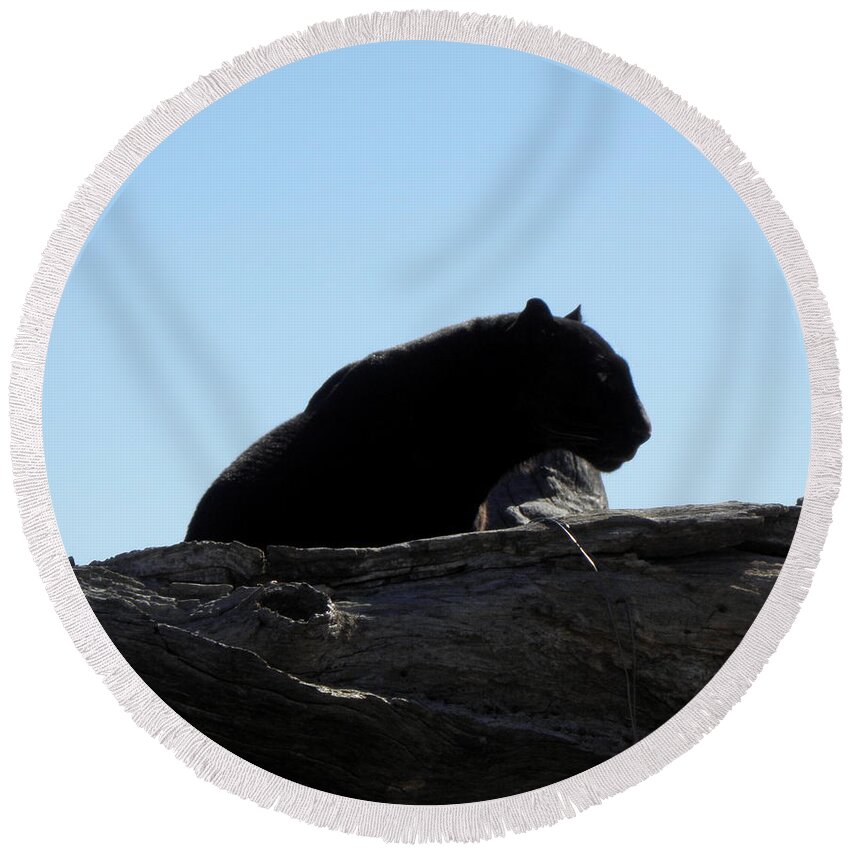 Black Jaguar Round Beach Towel featuring the photograph Breathless by Kim Galluzzo