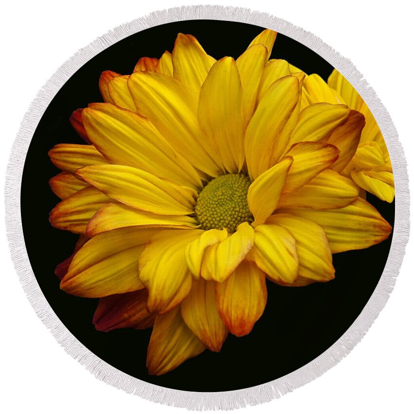 Chrysanthemum Round Beach Towel featuring the photograph Bright And Brassy by Byron Varvarigos