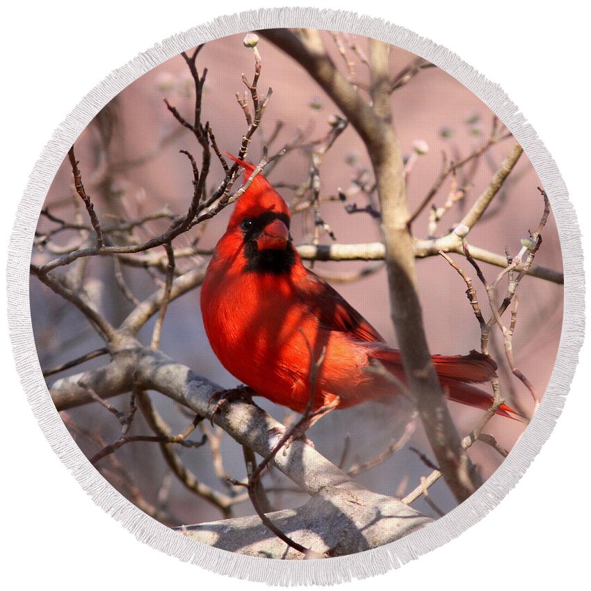 Nature Round Beach Towel featuring the photograph Bright Red by Travis Truelove
