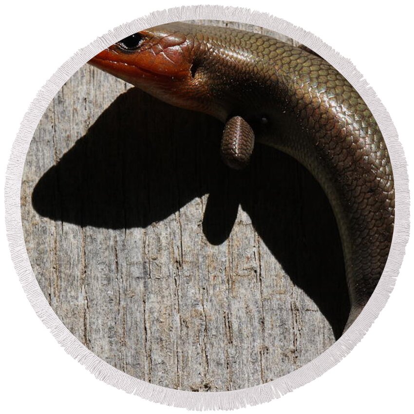 Broad-headed Skink Round Beach Towel featuring the photograph Broad-headed Skink On Barn by Daniel Reed