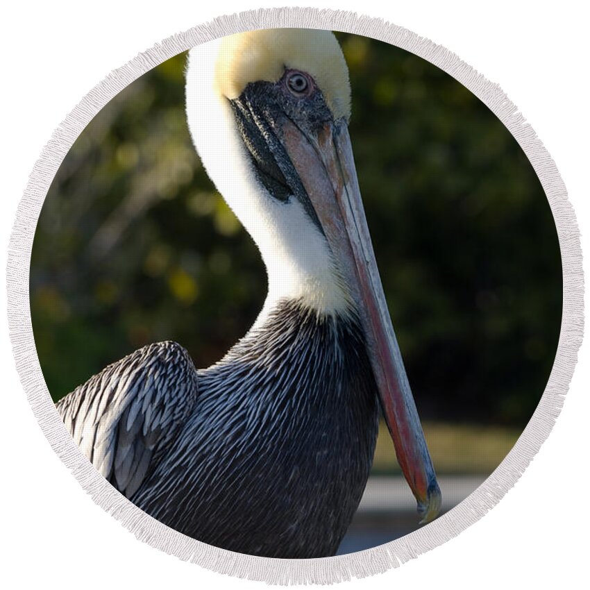 Bird Round Beach Towel featuring the photograph Brown Pelican at Rest by Ed Gleichman