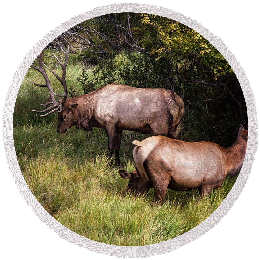 2012 Round Beach Towel featuring the photograph Bull Elk 7X7 by Ronald Lutz