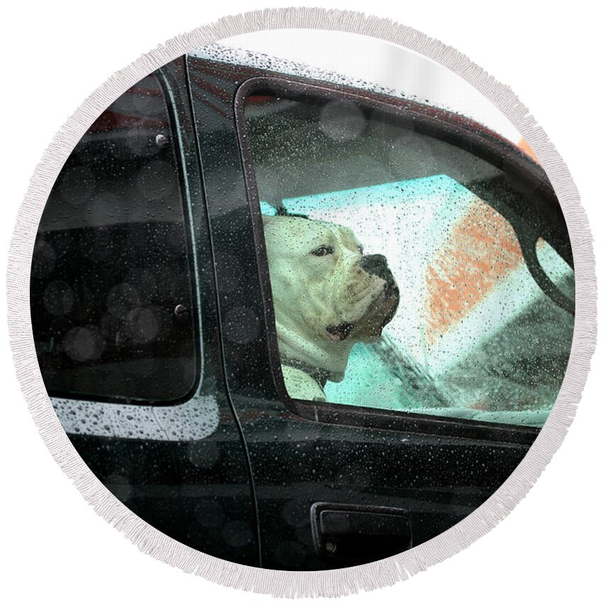 Dog Round Beach Towel featuring the photograph Bummed by Marie Jamieson