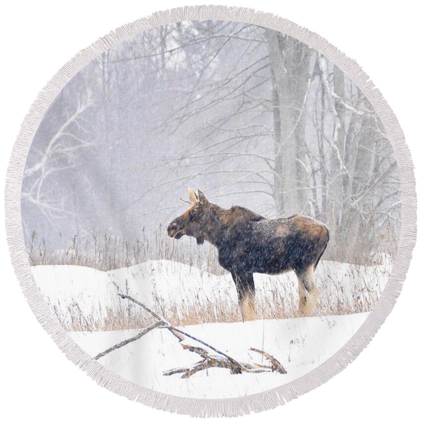 Moose Round Beach Towel featuring the photograph Canadian Winter by Cheryl Baxter
