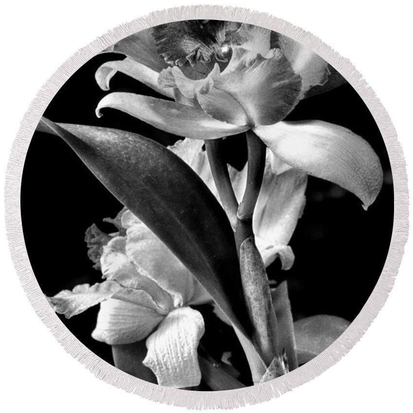 Cattleya Round Beach Towel featuring the photograph Cattleya - BW by Christopher Holmes