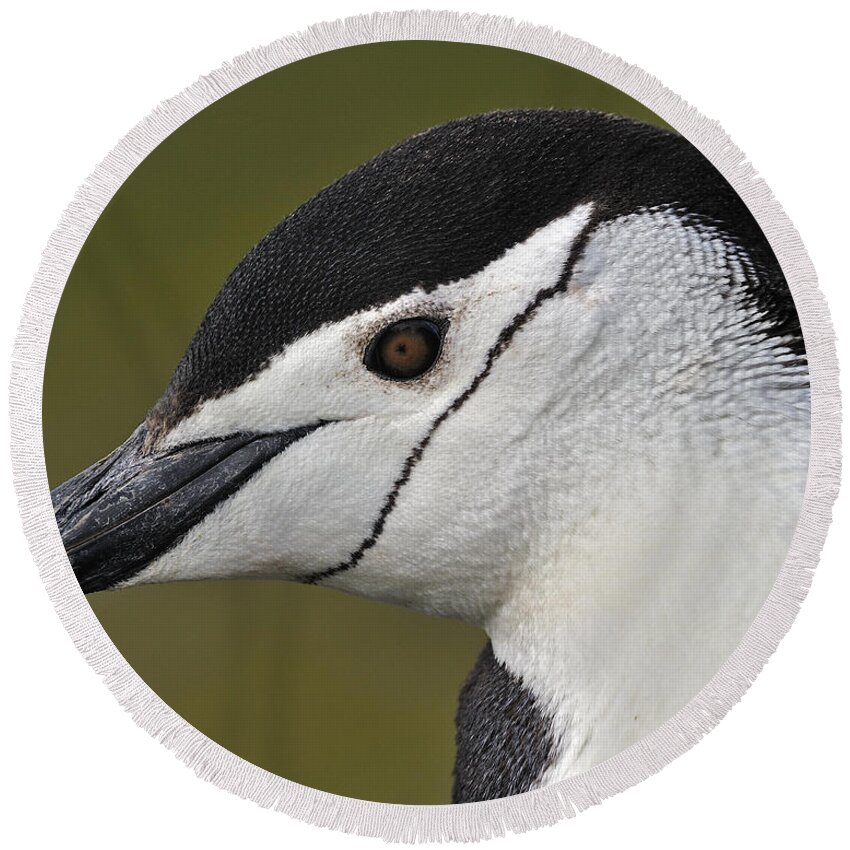 Chinstrap Penguin Round Beach Towel featuring the photograph Chinstrap Penguin by Tony Beck