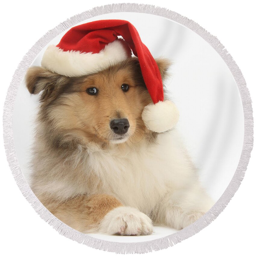 Dog Round Beach Towel featuring the photograph Christmas Collie Pup by Mark Taylor