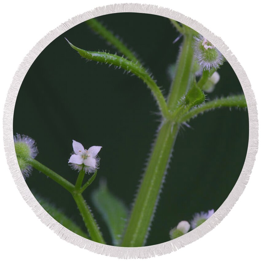 Cleavers Round Beach Towel featuring the photograph Cleavers by Daniel Reed