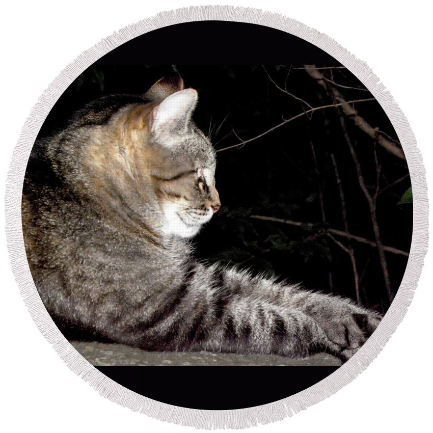 Cat Round Beach Towel featuring the photograph Comfortable Numb by Kim Galluzzo