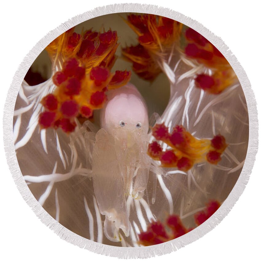 Arthropod Round Beach Towel featuring the photograph Commensal Shrimp On Soft Coral In Raja by Todd Winner