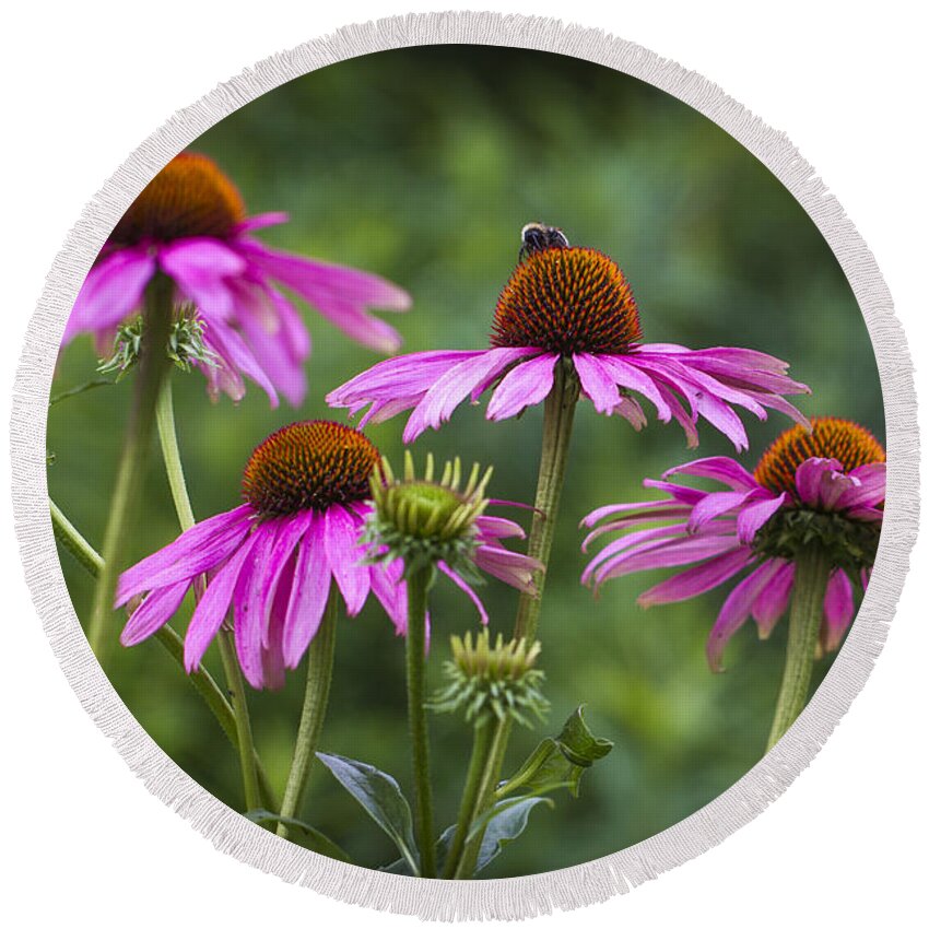 Clare Bambers Round Beach Towel featuring the photograph Coneflower and Bee. by Clare Bambers