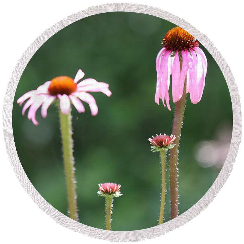 Butterfly Round Beach Towel featuring the photograph Coneflowers And Butterfly by Daniel Reed