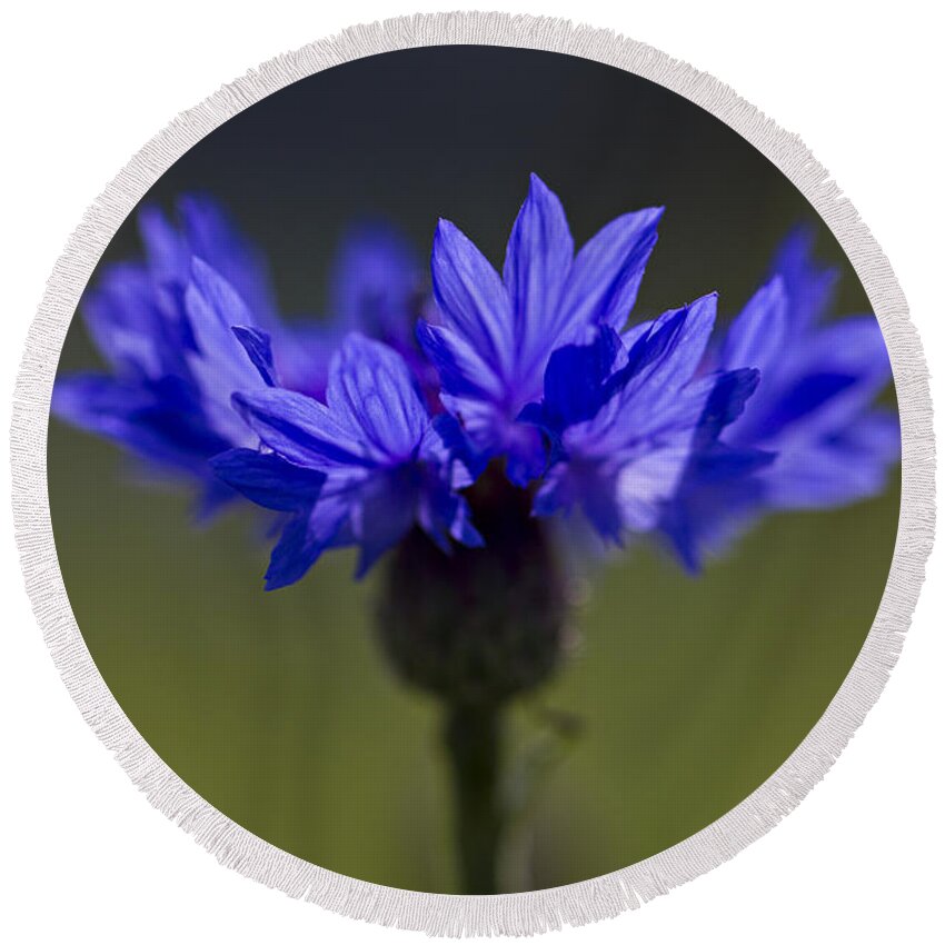 Cornflower Round Beach Towel featuring the photograph Cornflower Blue by Clare Bambers