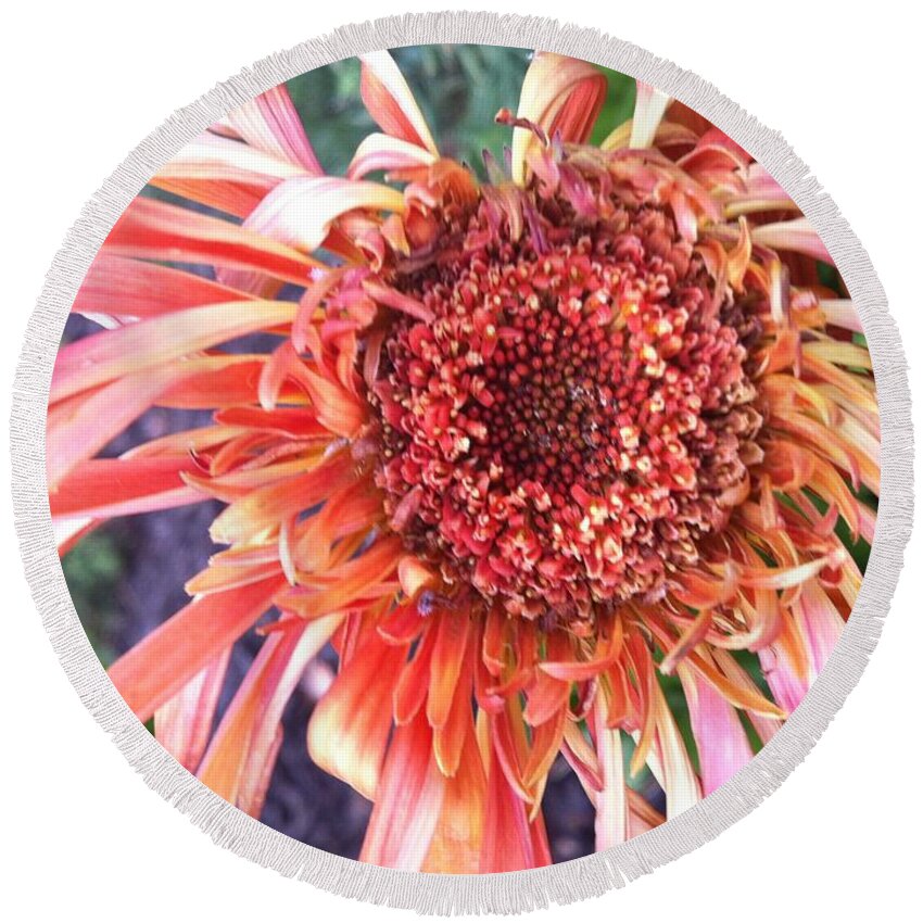 Red Flower Round Beach Towel featuring the photograph Daisy in the Wind by Vonda Lawson-Rosa