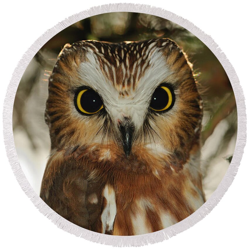 Northern Saw-whet Owl Round Beach Towel featuring the photograph Dark Eyes - Saw-whet Owl by Tony Beck
