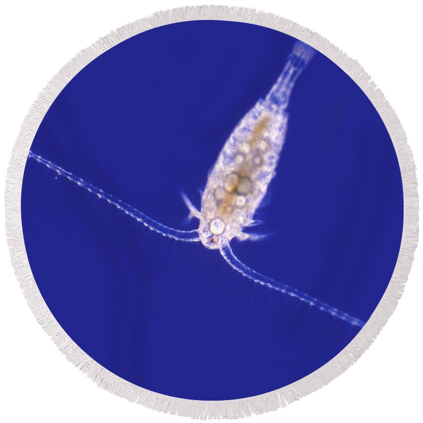 Light Microscopy Round Beach Towel featuring the photograph Diaptomus by M. I. Walker