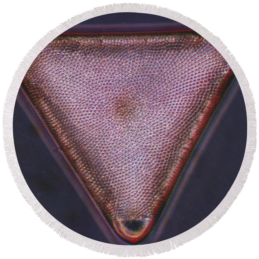 Diatom Round Beach Towel featuring the photograph Diatom - Triceratium Formosum by Eric V. Grave