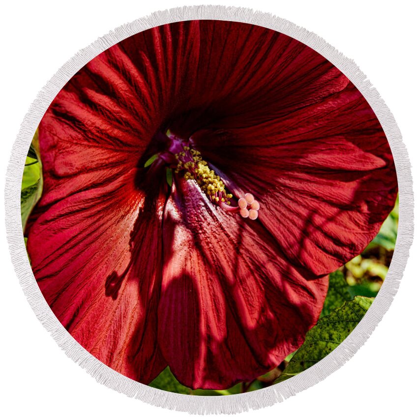 Large Round Beach Towel featuring the photograph Dinner Plate Hibiscus by Christopher Holmes