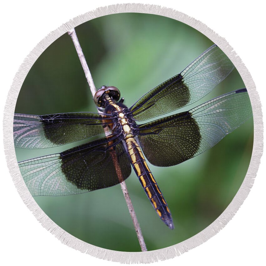 Insect Round Beach Towel featuring the photograph Dragonfly by Daniel Reed
