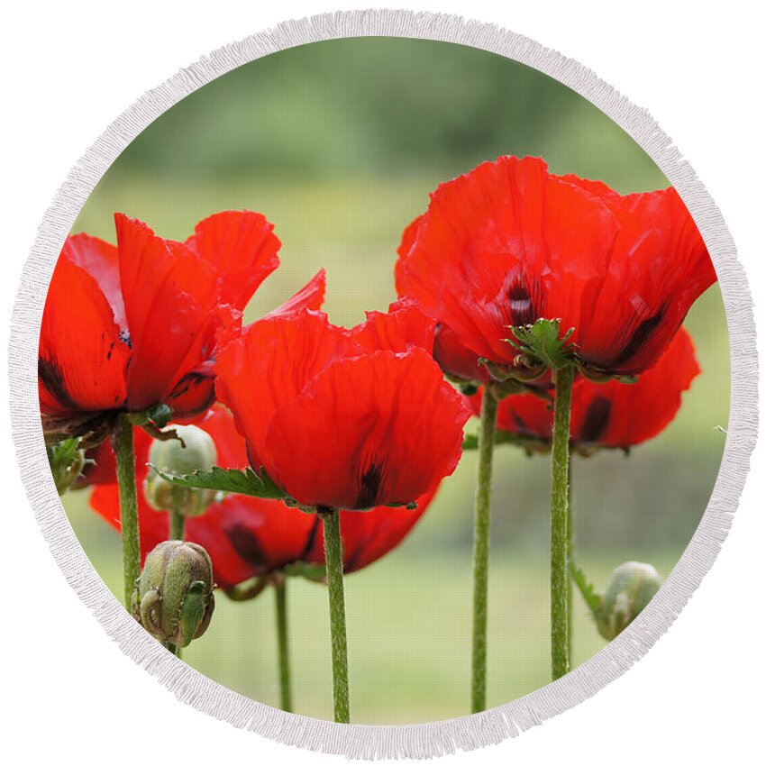 Sunlight Round Beach Towel featuring the photograph DSC03880 - Group Poppies by Shirley Heyn