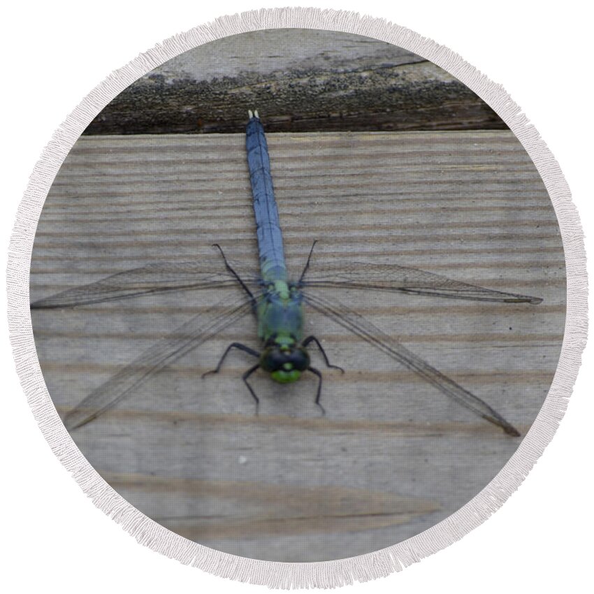 Insect Round Beach Towel featuring the photograph Eastern Pondhawk Dragonfly by Donna Brown