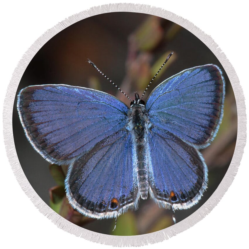 Eastern Tailed Blue Round Beach Towel featuring the photograph Eastern Tailed Blue Butterfly by Daniel Reed