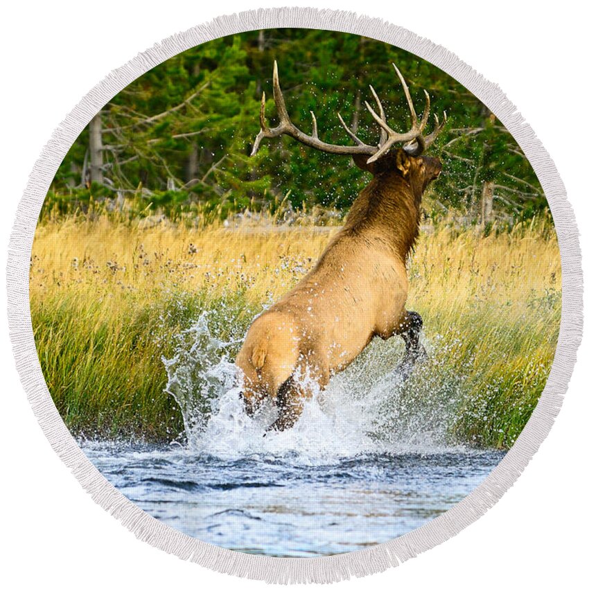 Bull Elk Round Beach Towel featuring the photograph Emerge Refreshed by Greg Norrell