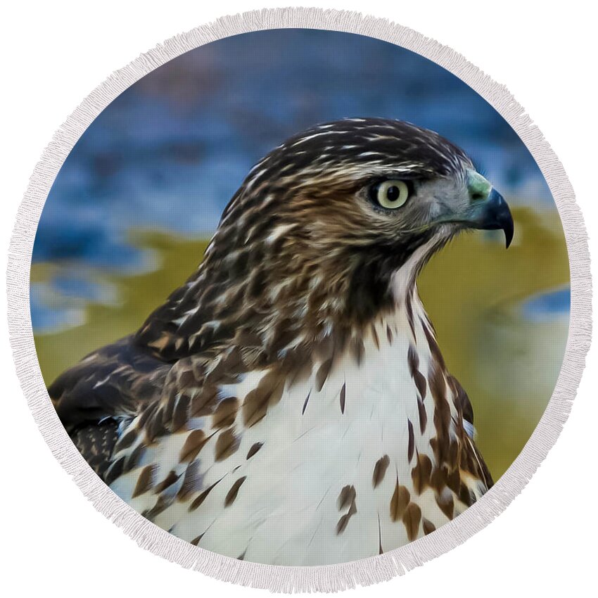 Hawk Round Beach Towel featuring the photograph Eye Of The Hawk by Mitch Shindelbower