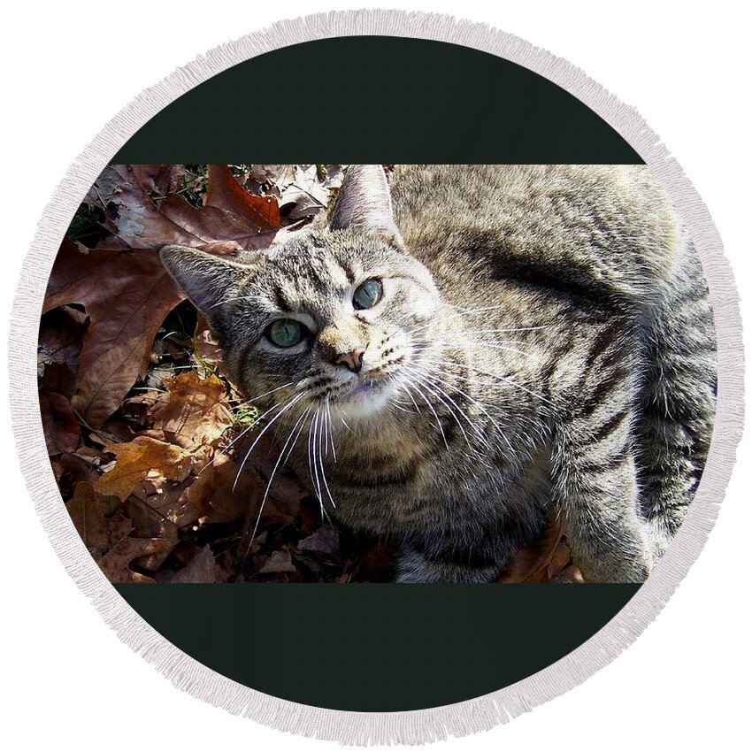 Cat Round Beach Towel featuring the photograph Fall kitty by Kim Galluzzo