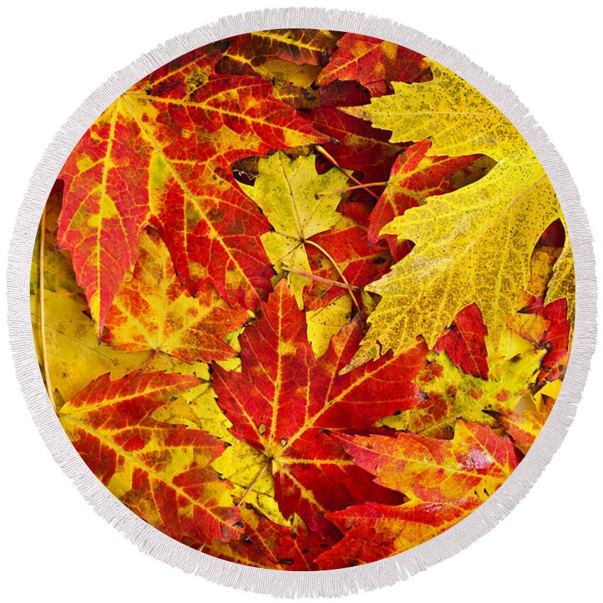 Leaves Round Beach Towel featuring the photograph Fallen autumn maple leaves by Elena Elisseeva