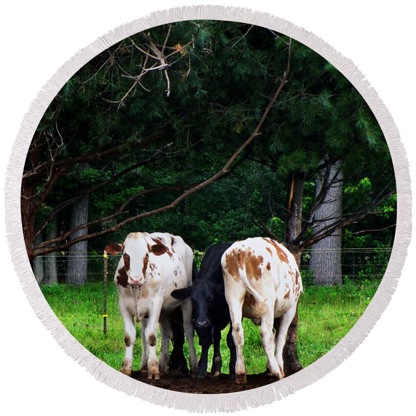 Animals Round Beach Towel featuring the photograph Farm Cattle by Ms Judi