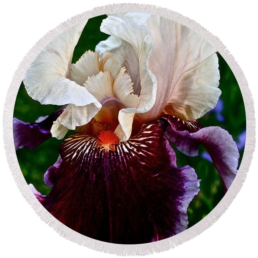 Plant Round Beach Towel featuring the photograph Festive Iris by Susan Herber