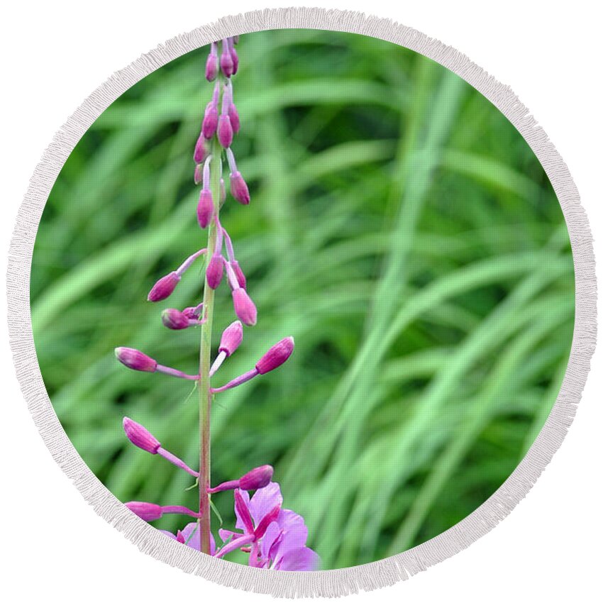 Alaska Round Beach Towel featuring the photograph Fireweed by Lisa Phillips