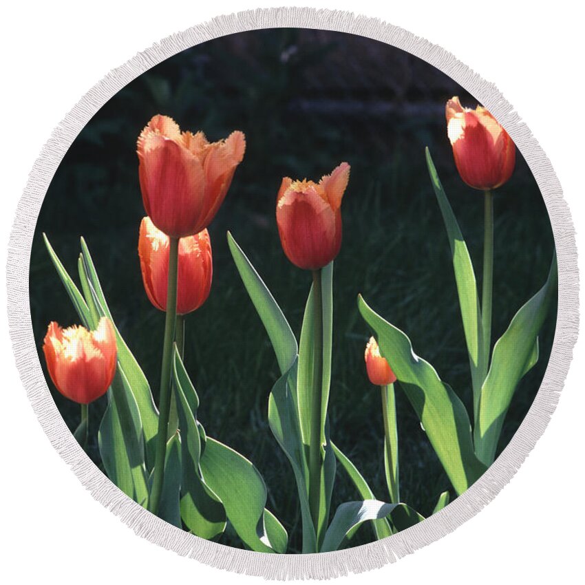 Spring Round Beach Towel featuring the photograph Flared Red Yellow Tulips by Tom Wurl