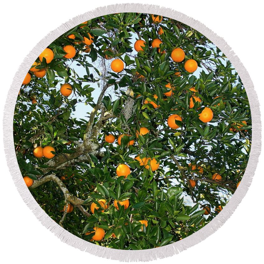 Orange Round Beach Towel featuring the photograph Florida Oranges by Carol Groenen