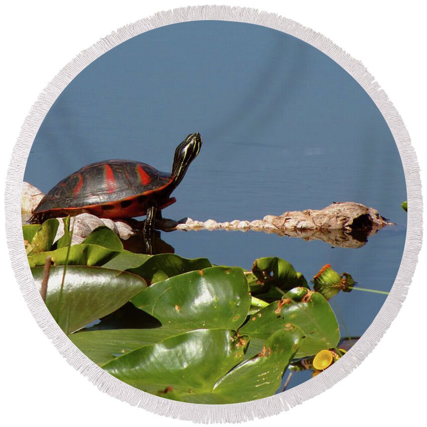 Nature Round Beach Towel featuring the photograph Florida Redbelly Turtle by Peggy Urban