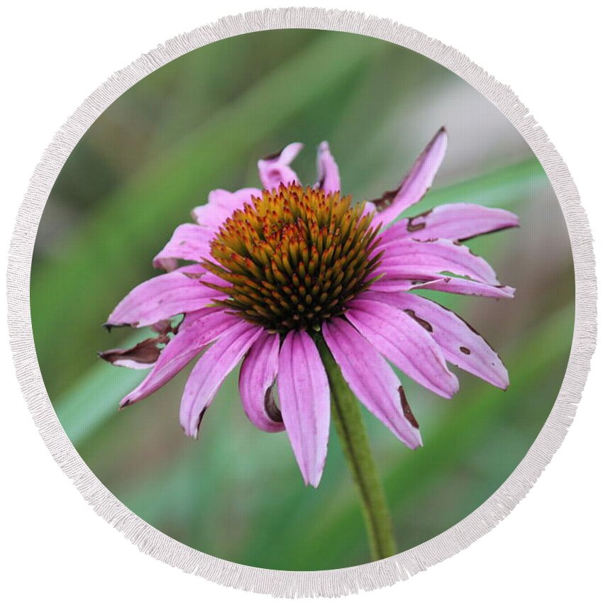 Flower Round Beach Towel featuring the photograph Flower at Waterfall Glen Forest Preserve by Peter Ciro