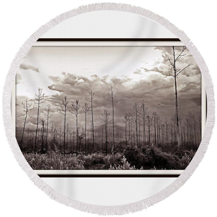Tree Round Beach Towel featuring the photograph Forest Regrowth by Farol Tomson