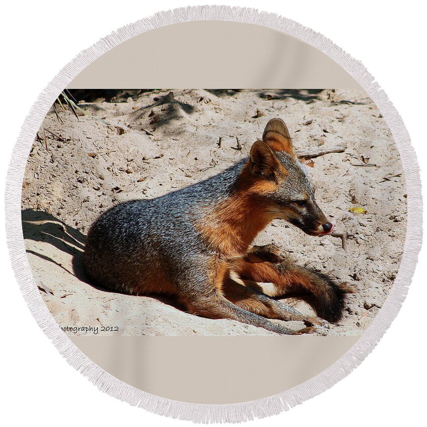 Fox Round Beach Towel featuring the photograph Foxie by Debra Forand
